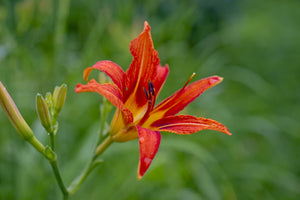 3-piece-canvas-print-lily-blossom-in-the-nature