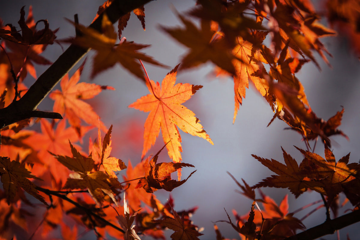 3-piece-acrylic-print-maple-leaves-in-autumn
