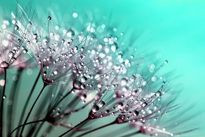 poster-print-macro-dandelion-p