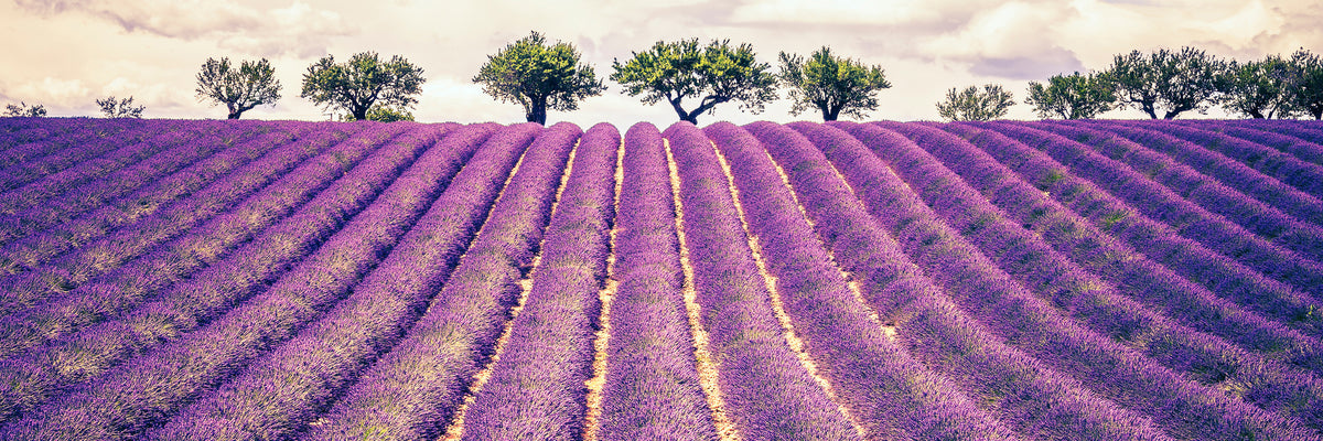 panoramic-3-piece-canvas-print-the-lavender-field-ii-panorama