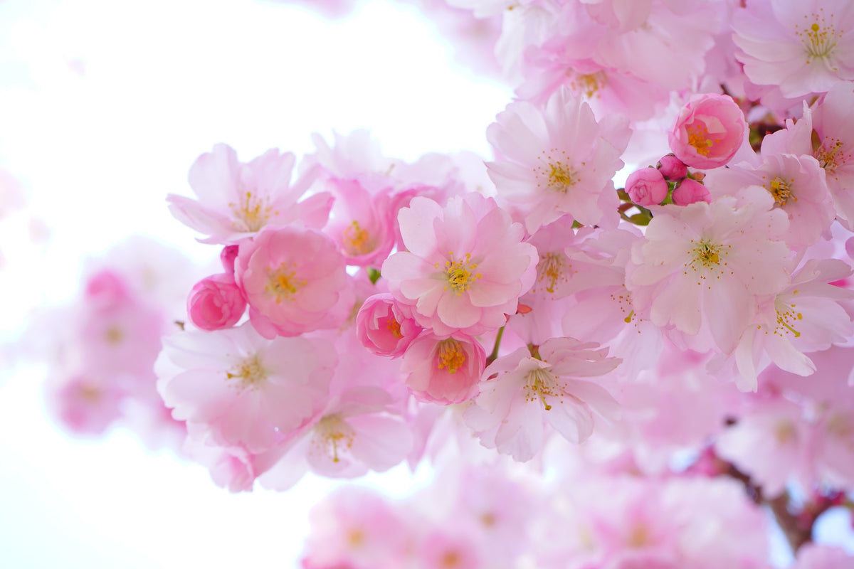 3-piece-aluminium-print-japanese-cherry-blossom-xl
