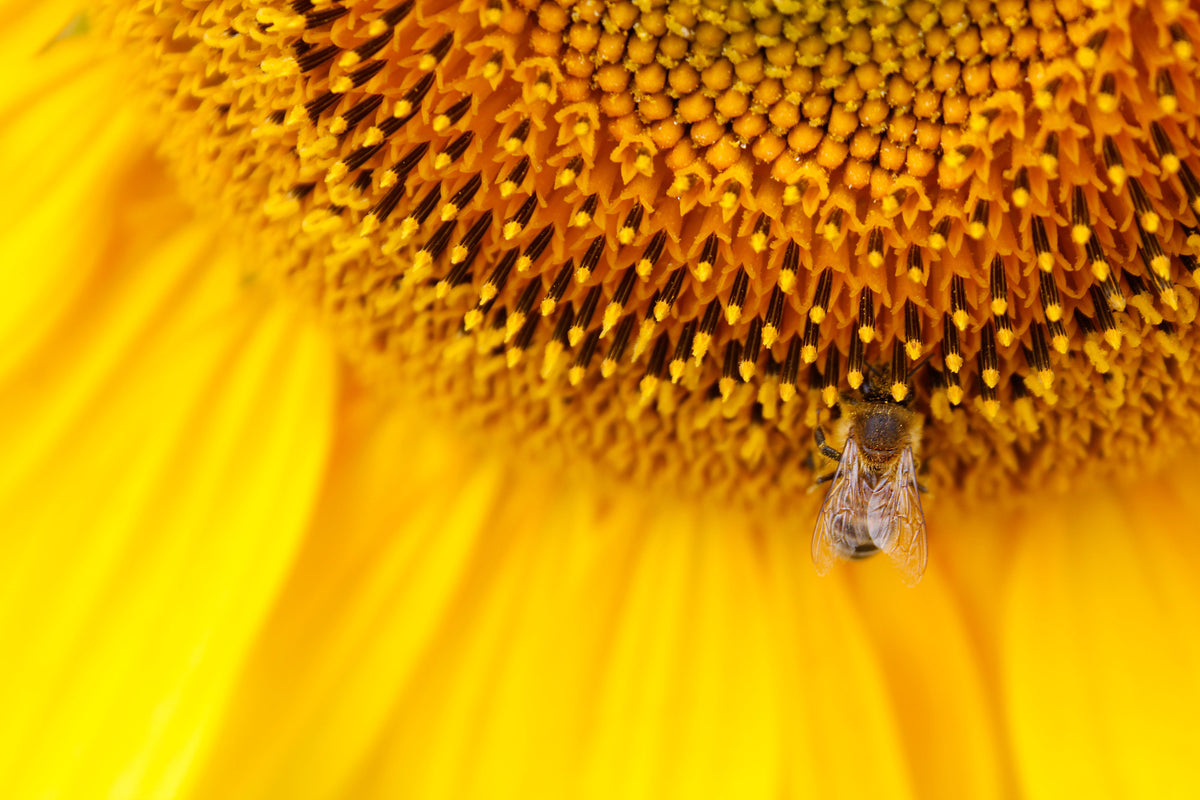 3-piece-aluminium-print-close-up-yellow-bud