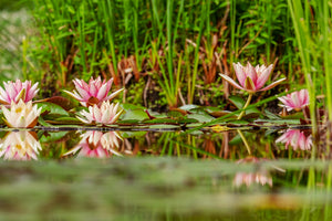 3-piece-acrylic-print-wild-water-lilies
