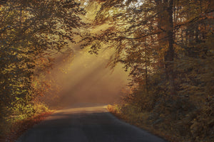 poster-print-sunbeams-in-the-forest
