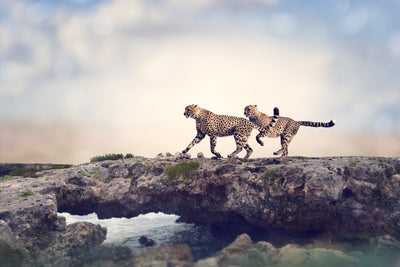 poster-print-two-cheetahs