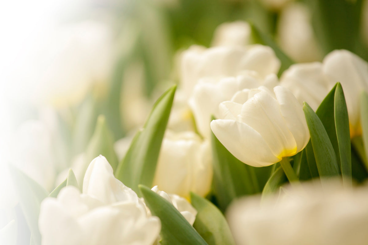 modern-3-piece-aluminium-print-tulips-perspective