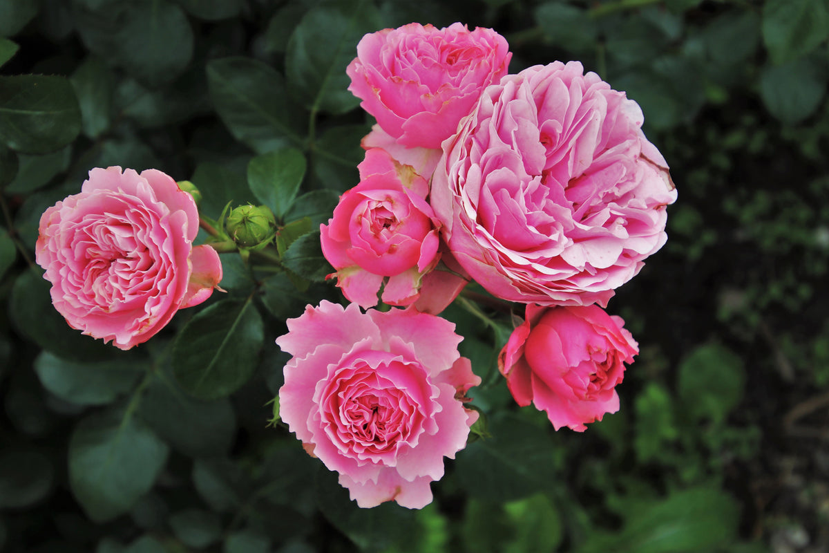 3-piece-canvas-print-the-wild-roses-in-pink