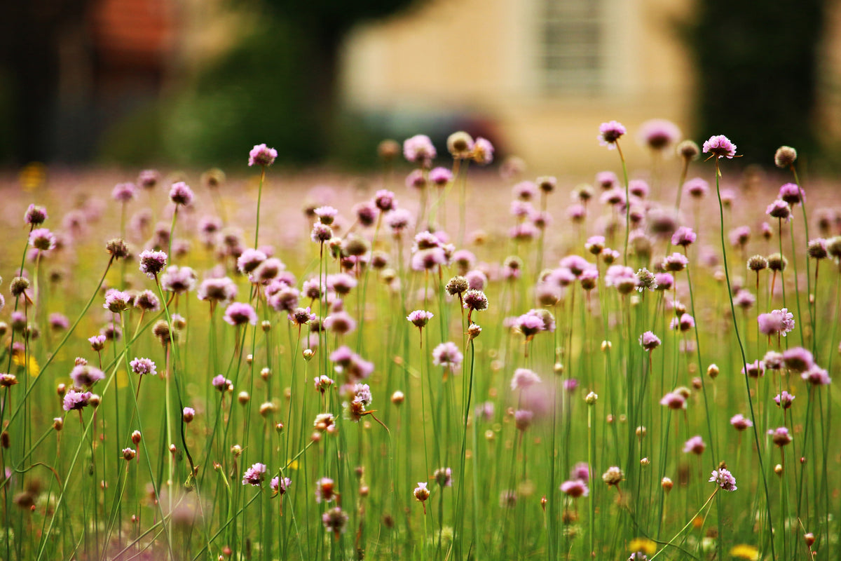 3-piece-acrylic-print-a-meadow-full-of-flowers