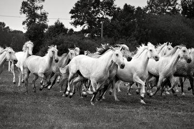 poster-print-the-mustang-herd