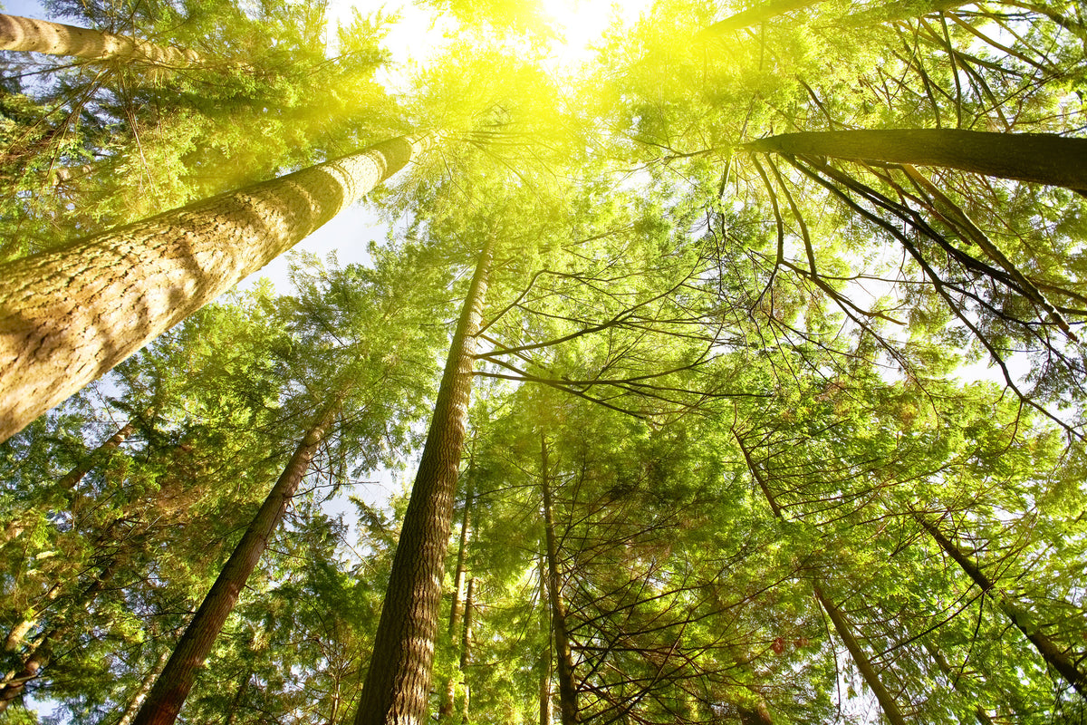 framedposter-print-treetops-in-the-sun