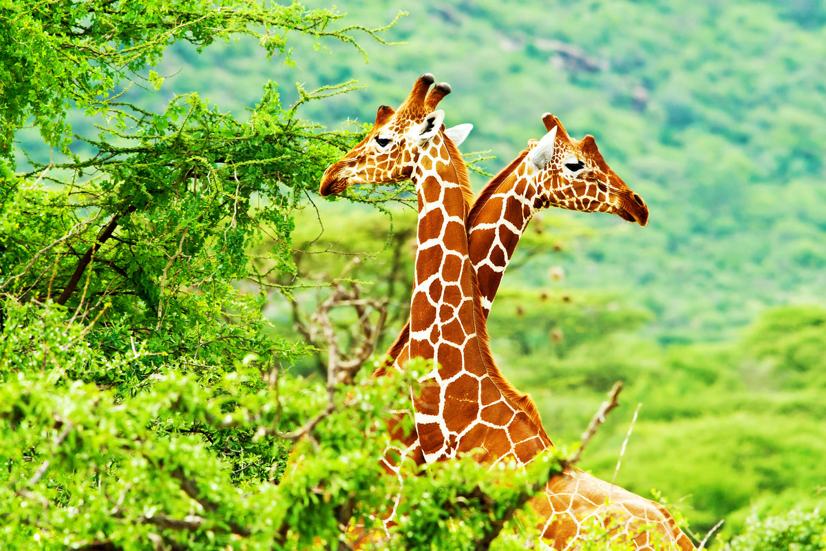 framedcanvas-print-giraffes-love