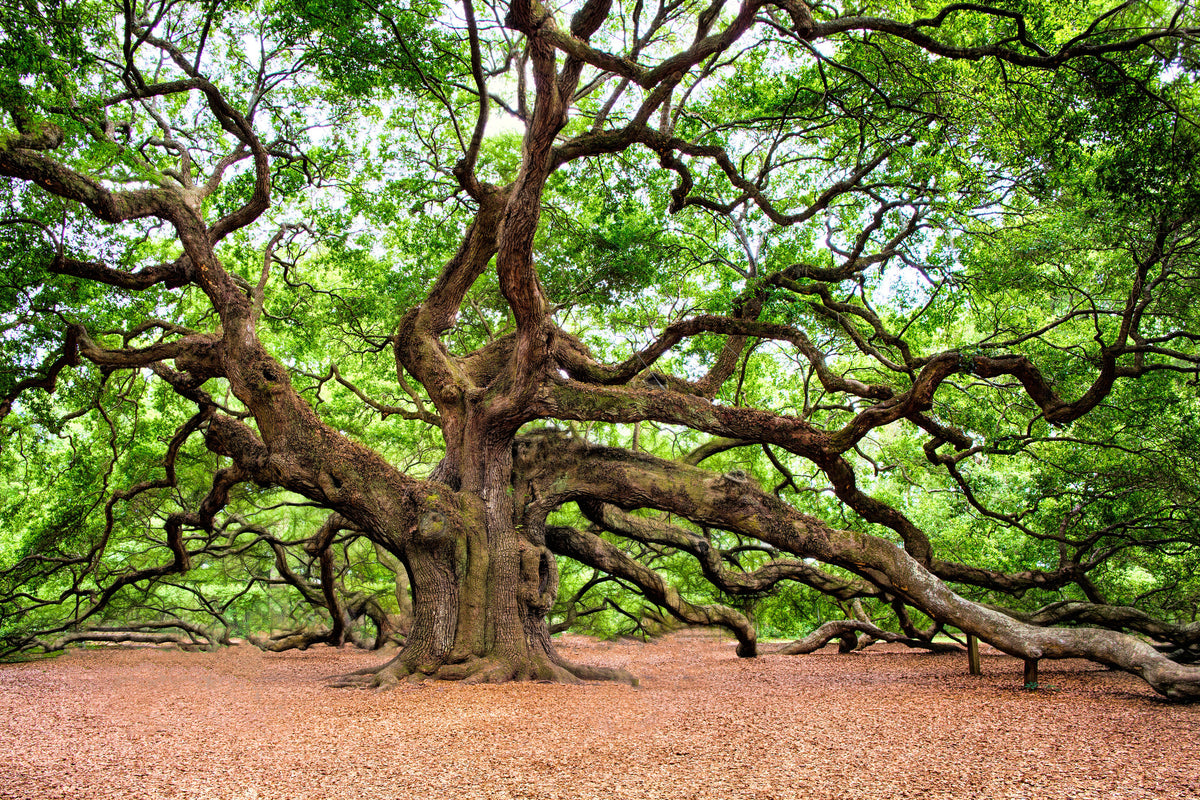 poster-print-the-oak