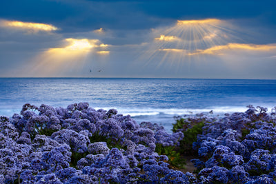 poster-print-lavender-and-sea