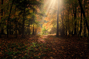modern-3-piece-canvas-print-the-deciduous-forest