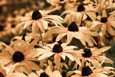 poster-print-daisies-in-sepia