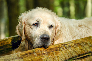 aluminium-print-golden-retriever-in-nature