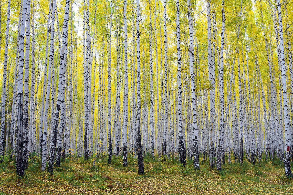 modern-3-piece-acrylic-print-autumnal-birch-forest