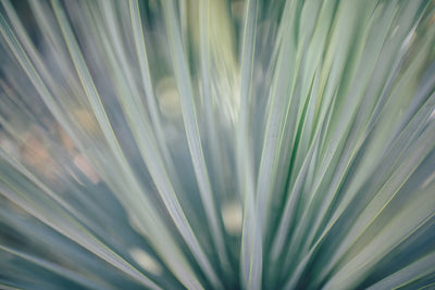 poster-print-strip-of-plant