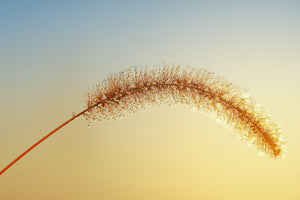 canvas-print-ornamental-grass-in-xxl