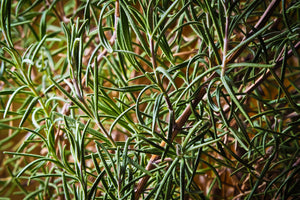 canvas-print-rosemary-xxl