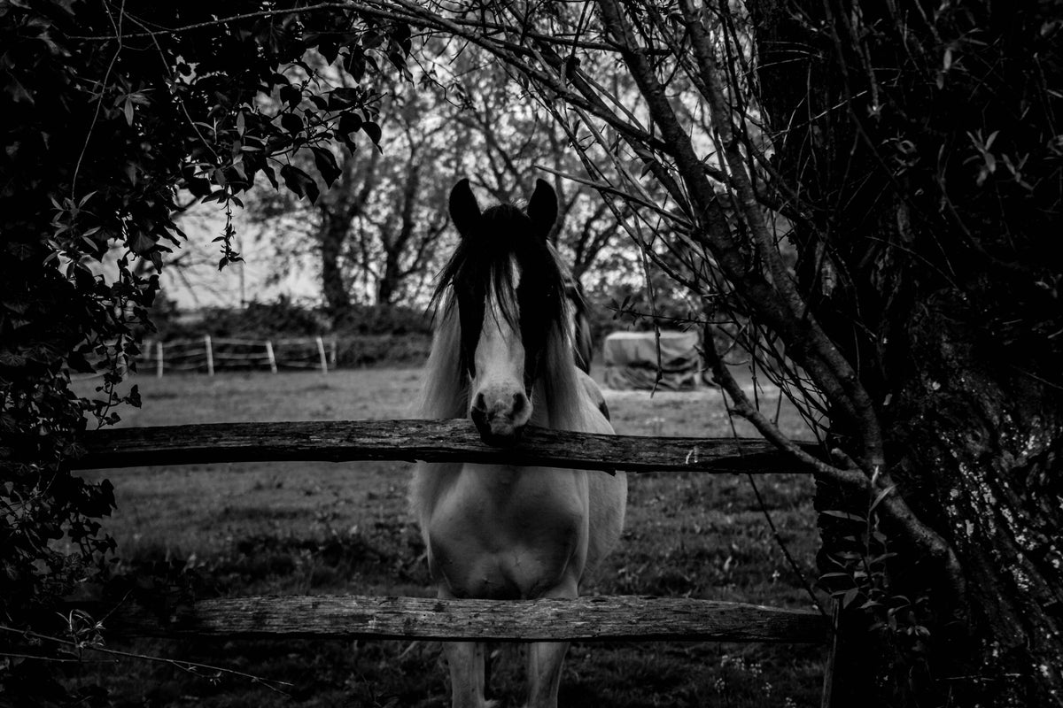 3-piece-aluminium-print-the-horse-sw