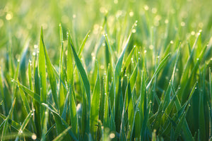 framedposter-print-grass-with-morning-dew-xl