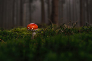 framedposter-print-a-mushroom-in-the-forest