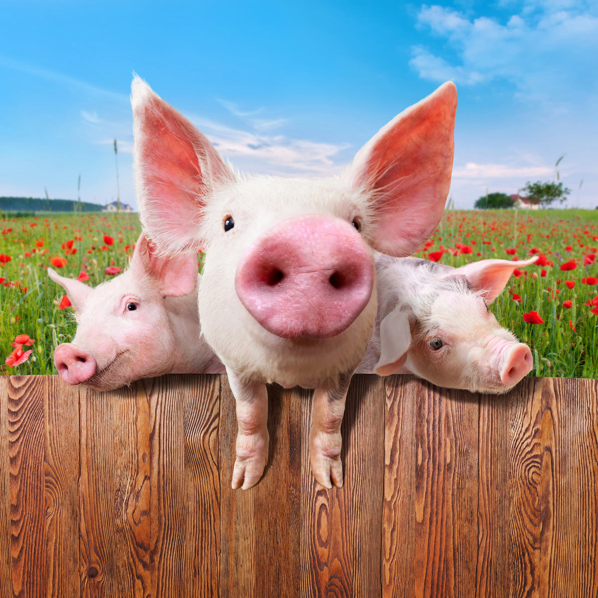 aluminium-print-pig-in-luck