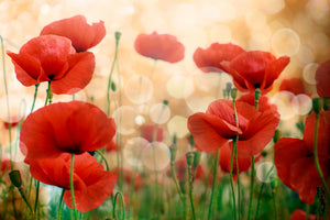 3-piece-acrylic-print-the-poppy