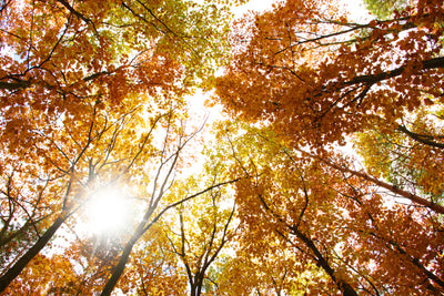 poster-print-enlightened-autumn-trees