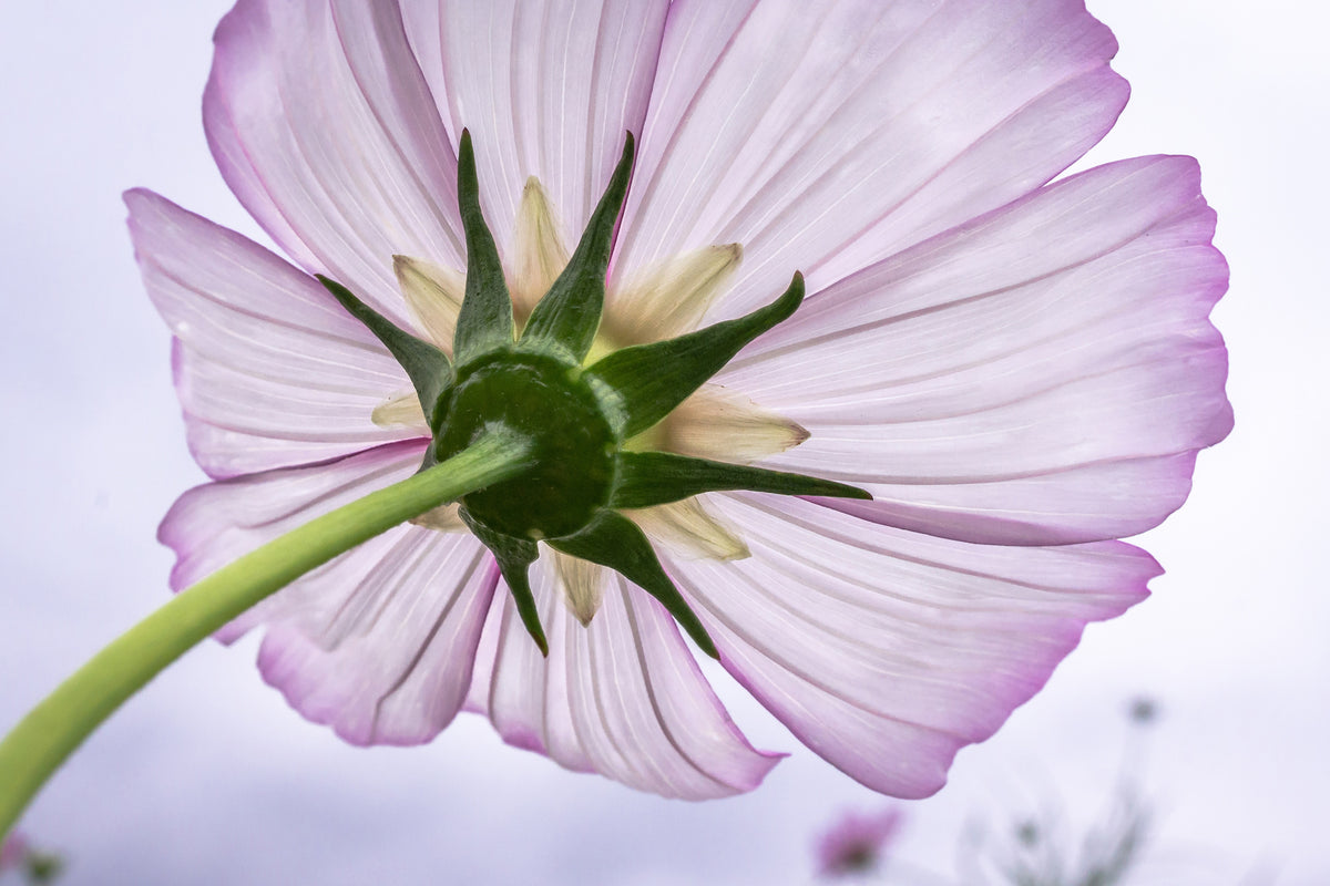 framedcanvas-print-the-cosmos-flower