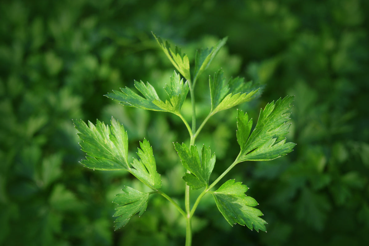 acrylic-print-fresh-parsley
