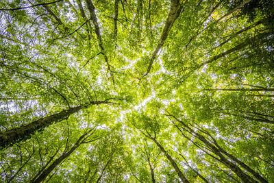 poster-print-under-the-treetops