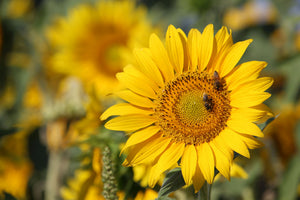 aluminium-print-bees-at-work