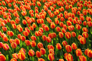 modern-3-piece-aluminium-print-tulip-field-in-orange