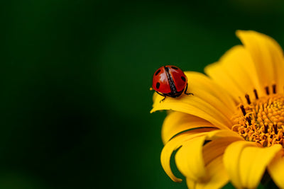 poster-print-ladybug-on-the-sunflower