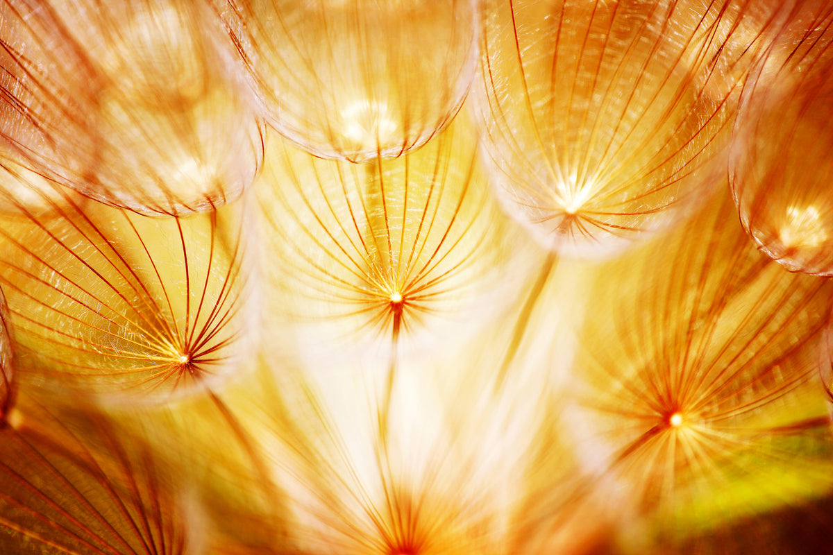 aluminium-print-close-up-dandelion-in-light