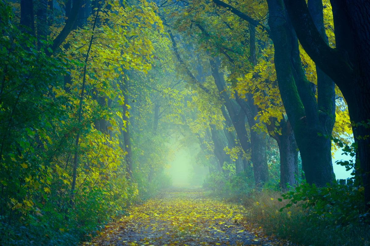 canvas-print-green-forest