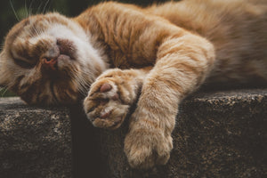 canvas-print-sleeping-cat
