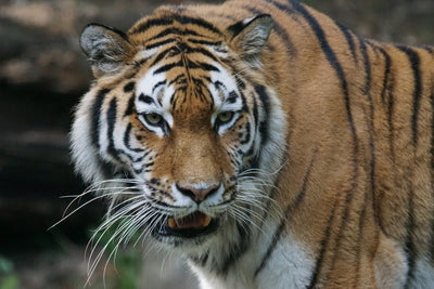 poster-print-xl-tiger