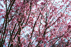 canvas-print-japanese-cherry-blossom