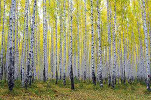 modern-3-piece-aluminium-print-autumnal-birch-forest