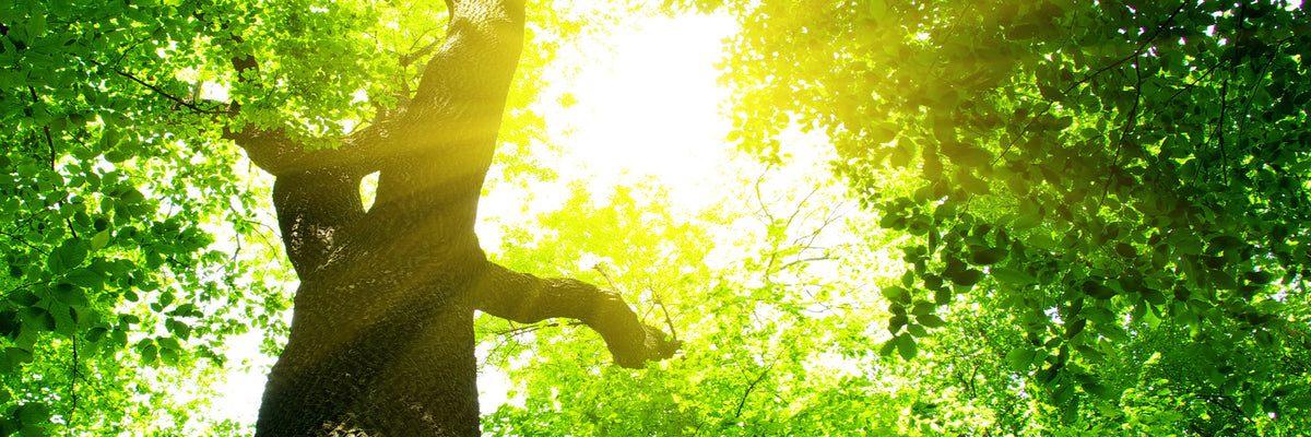 panoramic-aluminium-print-tree-panorama
