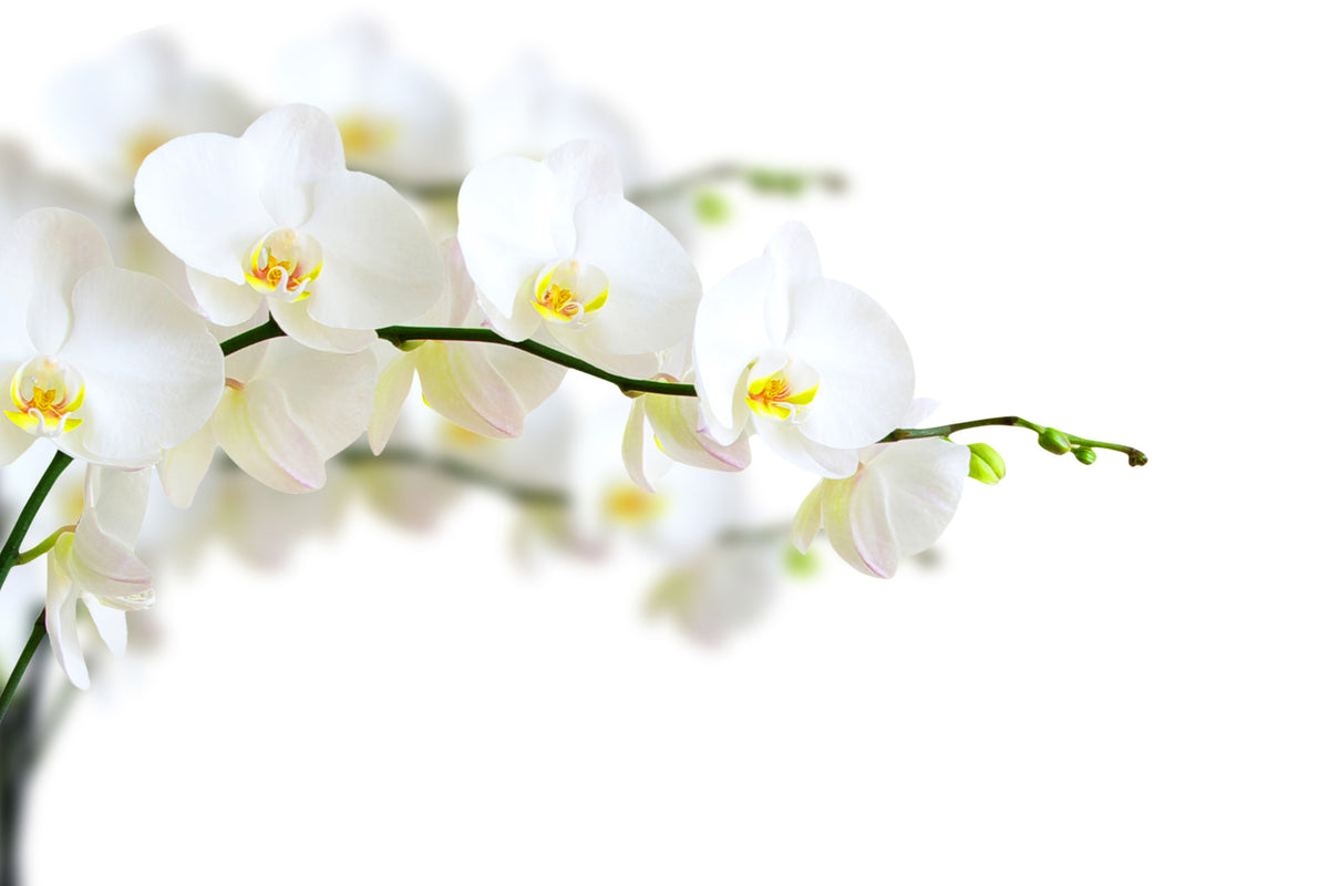 poster-print-white-orchids