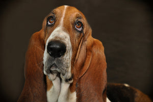 framedcanvas-print-typical-basset