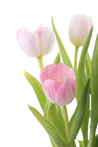 poster-print-the-tulips-trio