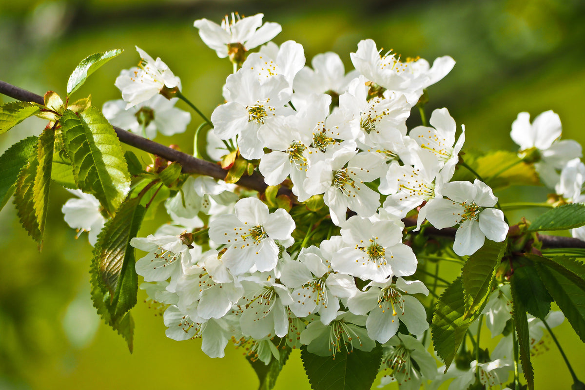 canvas-print-white-flowers-in-xl