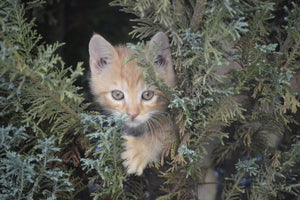3-piece-acrylic-print-tiger-kitten