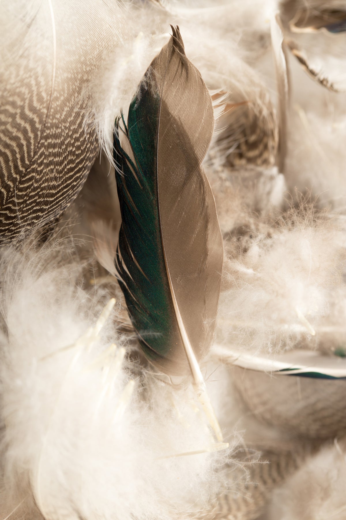 aluminium-print-feathers