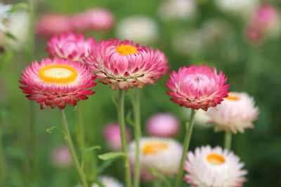 poster-print-flowers-of-spring